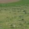 Prairie Dogs