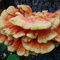 Chicken of the Wood