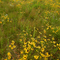 Black-eyed Susans, Rum River North County Park, St. Francis, Minnesota
