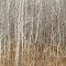 Dense Aspen Stand, Marget Lake WMA, Stanford Township, Minnesota