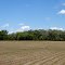 Crop Rows, Oak Grove, Minnesota
