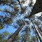 Tall Pines, St. Francis, Minnesota