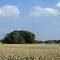 Cornfield, Stanford Township, Minnesota