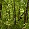 Thick Forest, Stanford Township, Minnesota