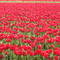 Tulip Festival - WA