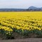 Skagit Valley Daffodils