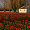 Skagit Valley tulip fields