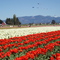 Tulip Festival at Mount Vernon, April 2006.
