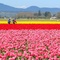 Tulip Time