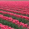 Pink Tulips
