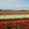Skagit Valley Tulip Festival