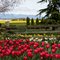 The Skagit Valley Tulip Festival