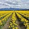 Daffodils at RoozenGaarde