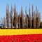 Skagit County Tulips