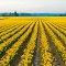 Mount Vernon Tulips 120 - nwicon.com