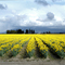 Dafodil Fields