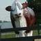 Mad Cow