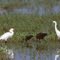 Wildlife Viewing Platform, Courtesy of Michael Morton