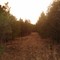 Forest Road