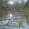 Lescher Lake