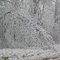 Ice storm-Jan07