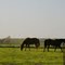 2010, Green Hill, MO, USA