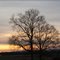 Twin Trees
