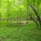 Beautiful primitive campsite