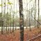 Hwy 60 trailhead