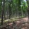 Ridgetop forest in the Ozarks
