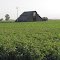 Cotton field and barn