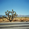 Joshua Tree