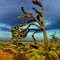 Joshua trees near Boron, Ca