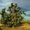 Old Joshua tree (Yucca Brevifolia)