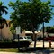 PINE AND POINCIANA