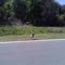 Wild Turkey