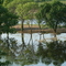 Reflected Heron on the overfilled Lake Shelbyville