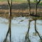 Great Heron reflection