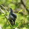 Catbird showing off