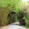 Bamboo road at Punta Leona Hotel (Costa Rica)