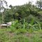 In the Jungle, Costa Rica