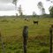 Otra finca Ganadera en Caño Negro