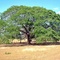 ARBOL DE GUANACASTE