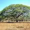 Arbol de Guanacaste-Guanacaste