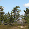 Pines