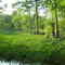 Leroy Percy State Park - April