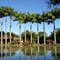 Garden with palms