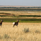 Nature reserve near Havre