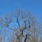 Oak