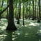 Cypress Swamp on the Natchez Trace Parkway